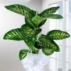 Tropic Snow Canlı Saksı Bitkisi