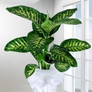 Tropic Snow Canlı Saksı Bitkisi