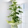 Schefflera Canlı Saksı Bitkisi