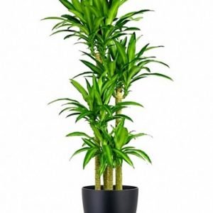 Dracena Marginata Canlı Saksı Çiçeği