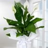 Spathiphyllum Barış Saksı Çiçeği