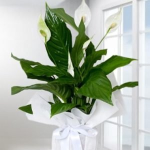 Spathiphyllum Barış Saksı Çiçeği