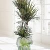 Dracena Marginata Saksı Çiçeği