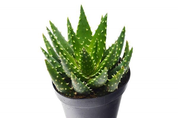 Aloe-Crosbys-Prolific