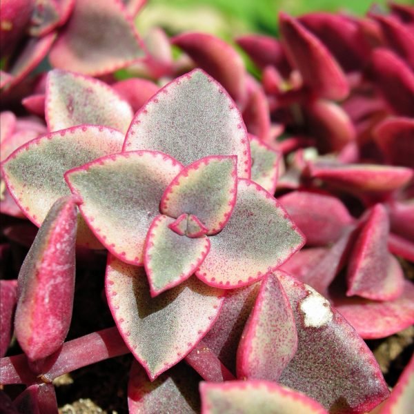Crassula-Marginalis-Rubra