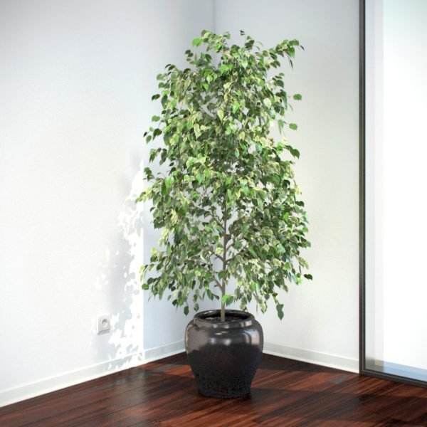 Ficus-Benjamina
