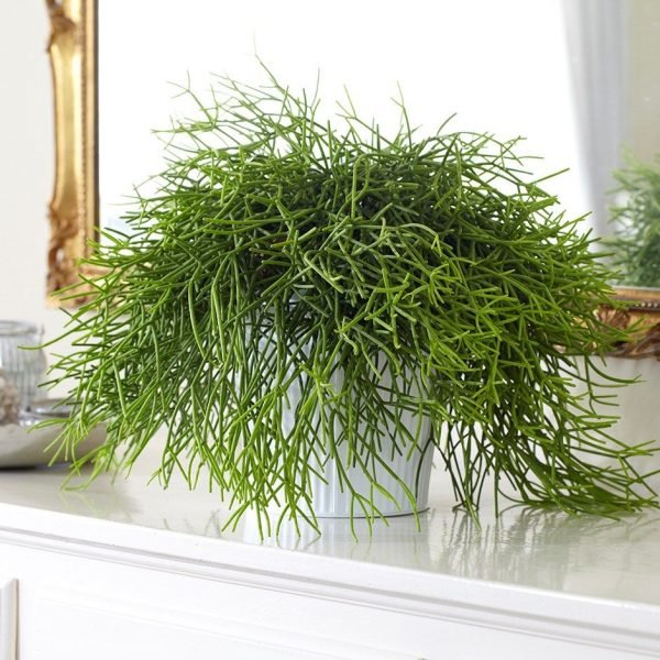 Rhipsalis-Bitkisi