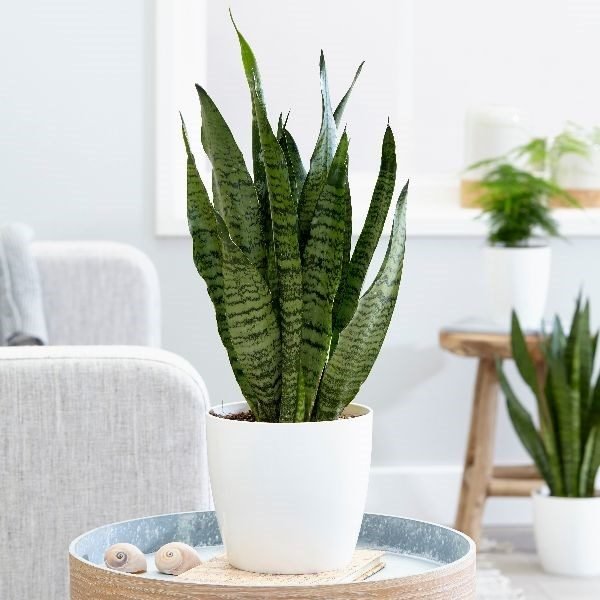 Sansevieria