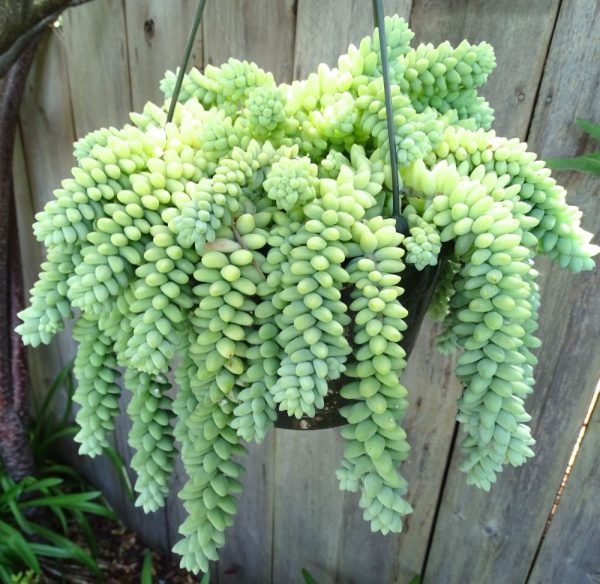 Sedum-Morganianum