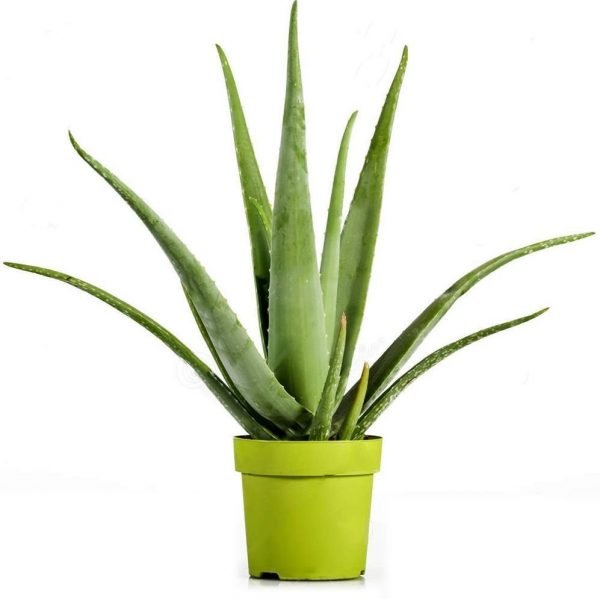 aloe-vera