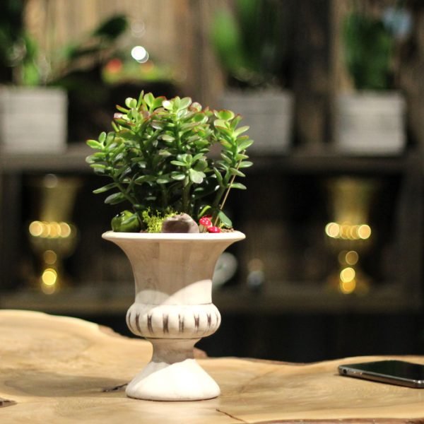 crassula-sukkulent-para-cicegi-resim