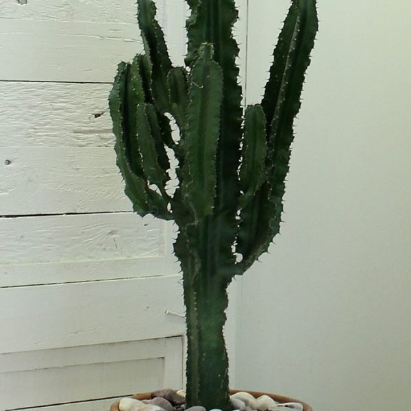 eforbia-trigona-kaktus-kaktus