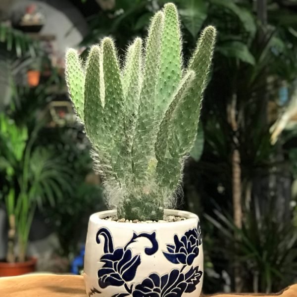 opintiacactus-orenciaursine-kaktus